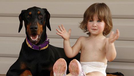 Parents Are Horrified When Their Adopted Doberman Grabs Their Daughter. But Then They Realize Why..