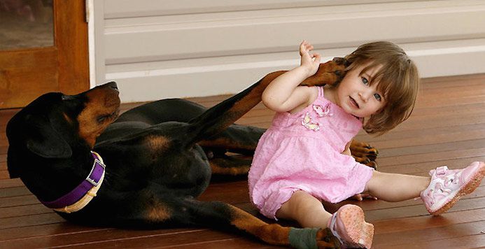 Parents Are Horrified When Their Adopted Doberman Grabs Their Daughter. But Then They Realize Why..