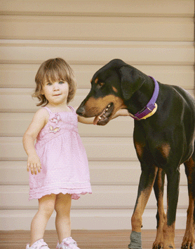 Parents Are Horrified When Their Adopted Doberman Grabs Their Daughter. But Then They Realize Why..