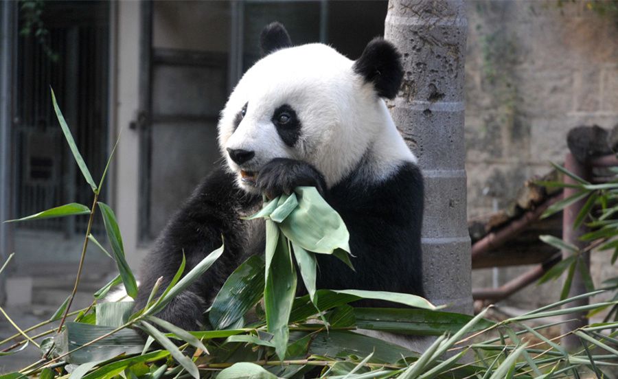 “盼盼”原型熊猫离世！享年37岁打破世界纪录