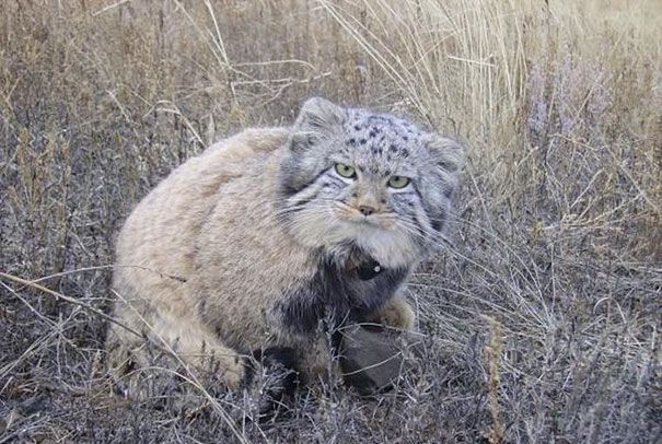 好心农夫收养小萌猫，养大了发现根本不是猫