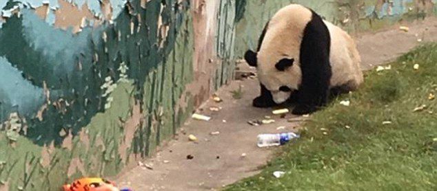 它可能是世上最惨的大熊猫 吃垃圾没人管 心酸