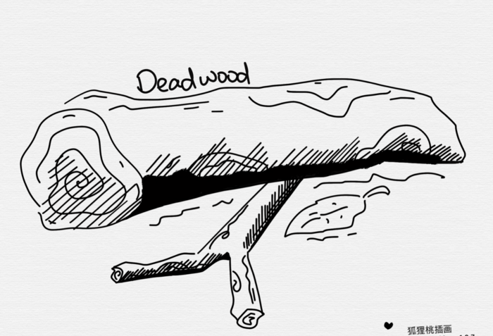 漫谈英语怪咖词-Deadwood 朽木是什么？