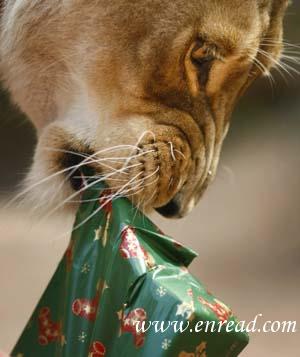 Animals also love Christmas