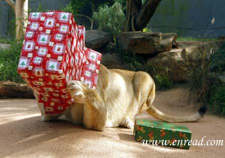 Animals also love Christmas