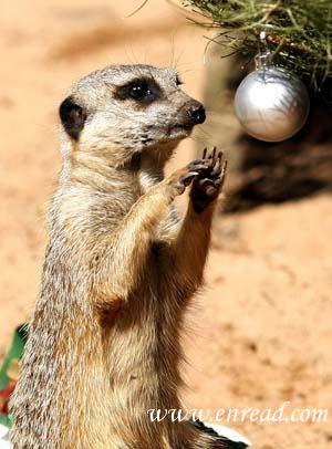 Animals also love Christmas