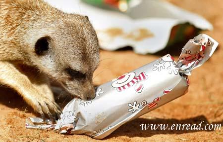 Animals also love Christmas