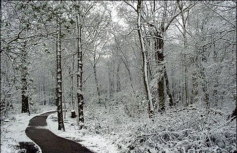 雪夜林边小驻（有声）