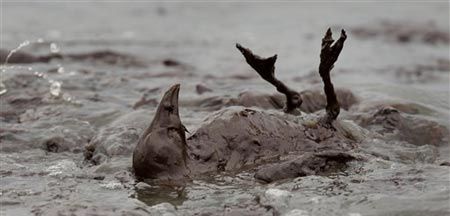 墨西哥湾漏油导致海洋生物大逃亡