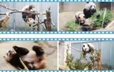 排面儿！日本送别大熊猫“香香”，海报纪念章都安排上了……