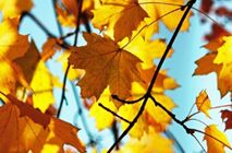 研究发现：气候变暖导致秋天树叶提前变色掉落