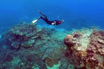 1995年以来，澳大利亚大堡礁珊瑚减少逾50%