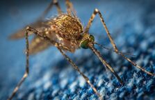 美国将在佛州和德州释放转基因蚊子