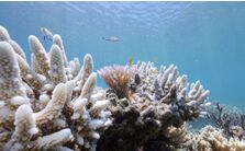 海水温度升高 大堡礁五年内出现第三次大规模珊瑚白化