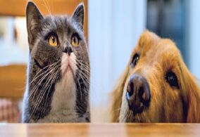 猫和狗谁更聪明?