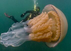 海底惊现巨大水母对人类的启示