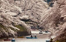 赏枫变赏樱：极端天气导致日本樱花秋天绽放