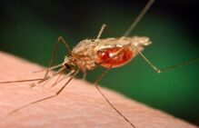 让蚊子飞！首批转基因蚊子将“袭击”非洲村庄