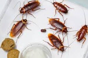 科学家揭秘蟑螂何以成为打不死的'小强'