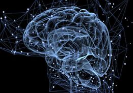 人类大脑记忆中心在13岁时就停止生长