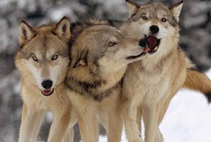 为什么狼在团队合作上比狗狗更胜一筹呢?