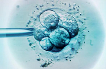 科学家找到决定怀孕成功的关键基因！