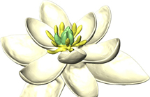 花朵的祖先像白莲花和白百合结合体