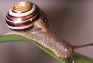 科学家破解蜗牛DNA以对抗血吸虫病
