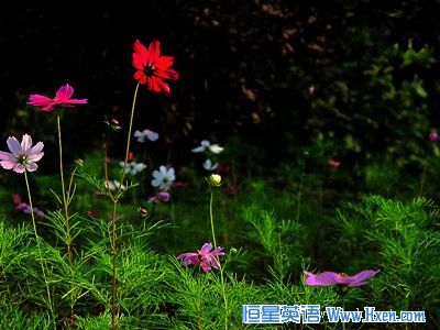 海子诗歌欣赏《面朝大海 春暖花开》(双语)