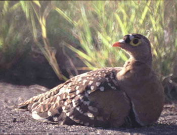 Namaqua sandgrouse（纳马夸沙鸡）