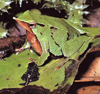 Darwin frog（达尔文蛙）