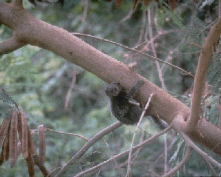 Marmoset（绒猴）