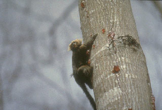 Marmoset（绒猴）