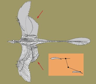 An Ancient Feathered Biplane