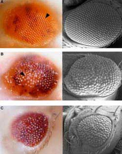 人类找到影响果蝇眼睛基因