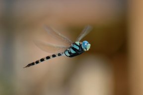 To Catch a Dragonfly