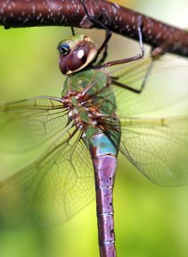 To Catch a Dragonfly