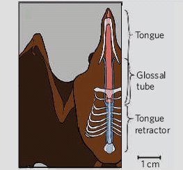 A Tongue and a Half