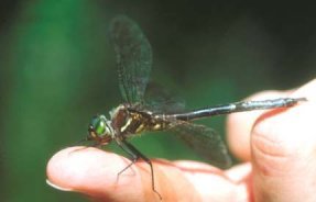 To Catch a Dragonfly