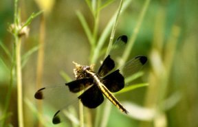 To Catch a Dragonfly