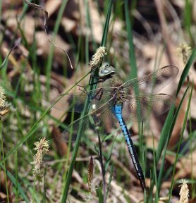 To Catch a Dragonfly