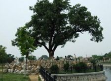 门前的那棵树 The Tree In Front of My House