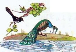 骄傲的孔雀 The Arrogant Peacock