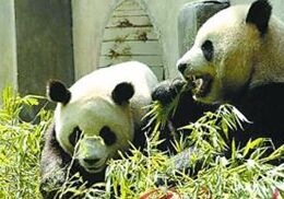 Why Pandas Are Dying Out 为什么熊猫面临灭绝